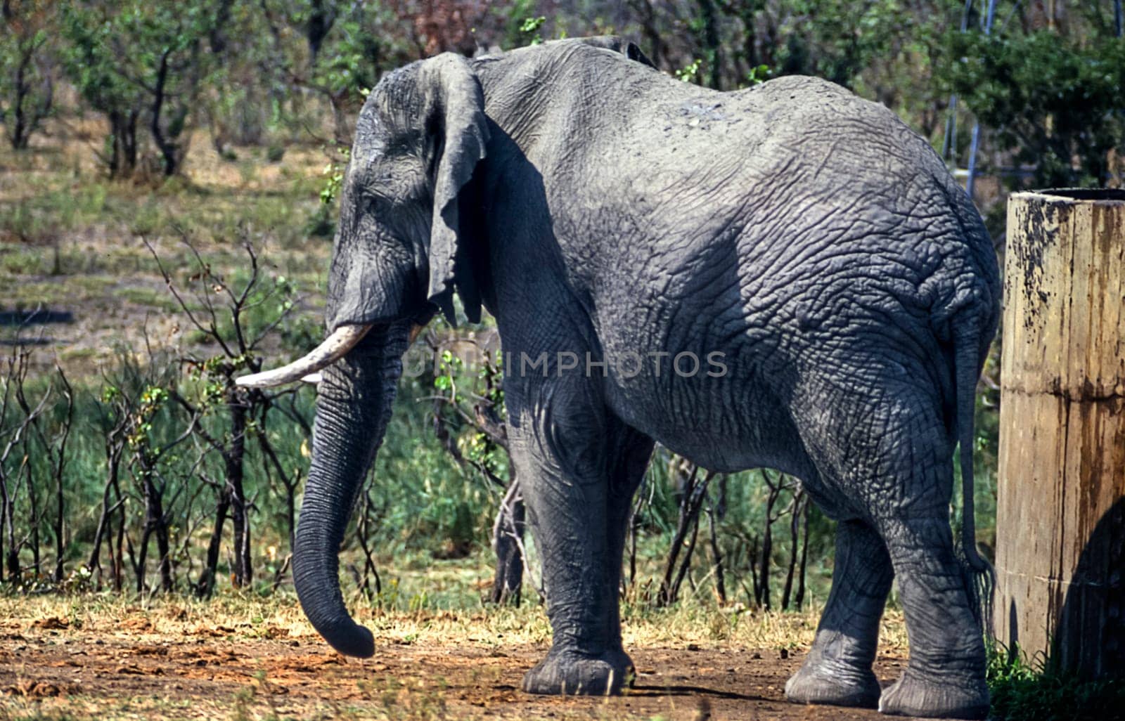 Elephant, (Loxodonta africana), Kruger National Park, Mpumalanga, South Africa, Africa