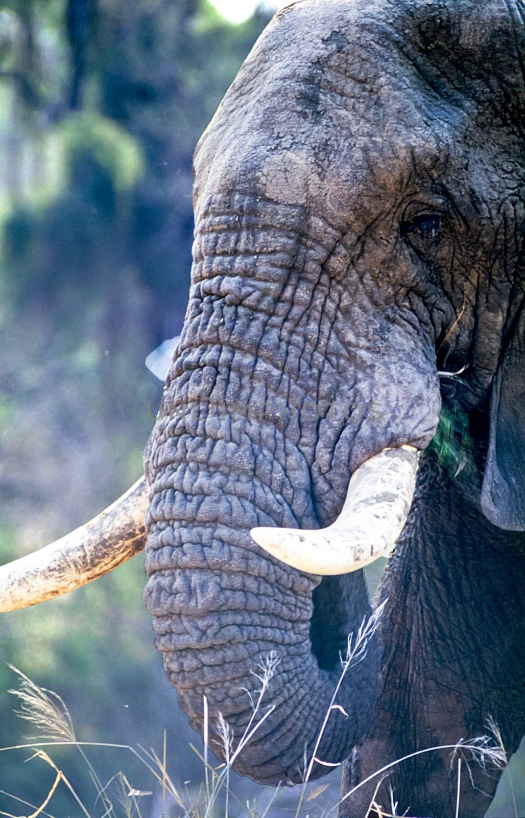 Elephant, (Loxodonta africana), Kruger National Park, Mpumalanga, South Africa, Africa