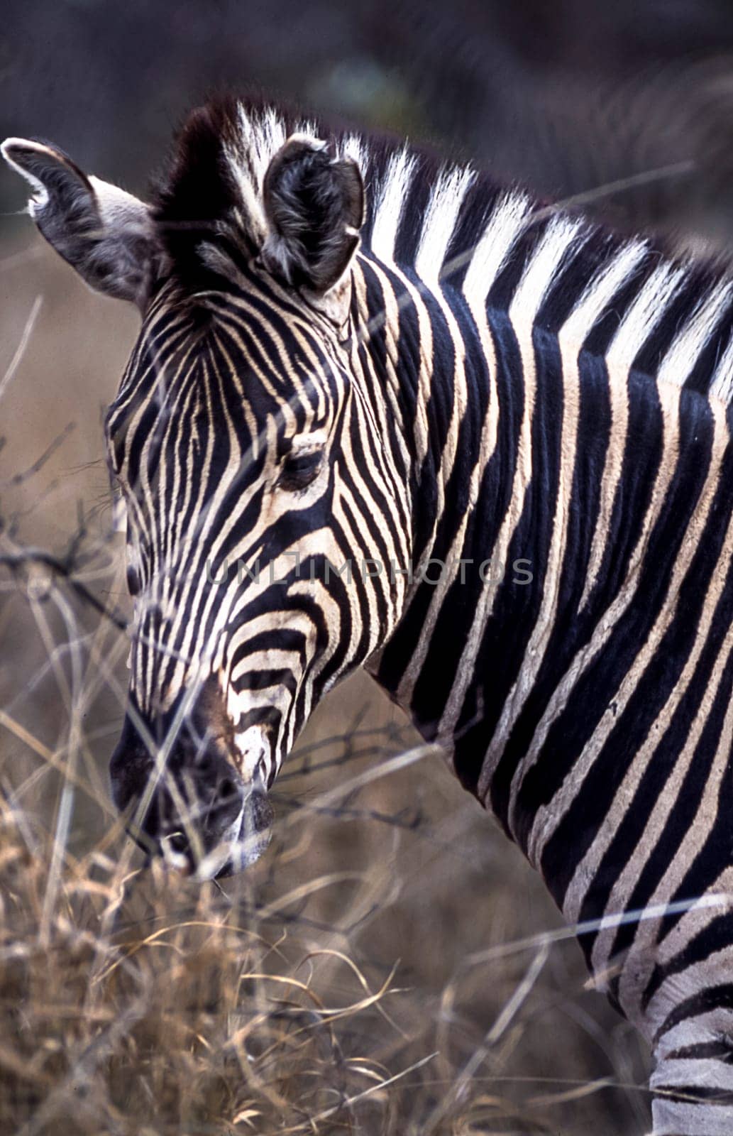 Plains Zebra, (Equus burchellii), Kruger National Park, Mpumalanga, South Africa, Africa