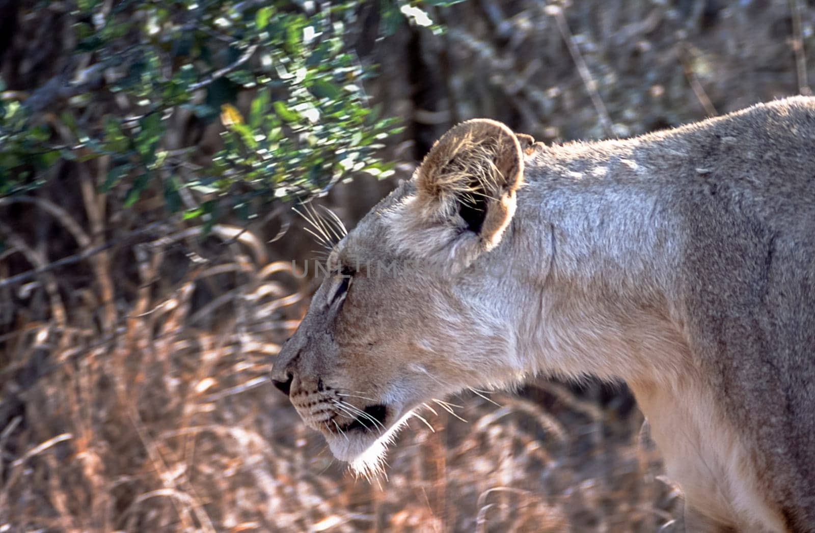Lion, (Panthera leo), Kwa Mbili, Mpumalanga, South Africa, Africa