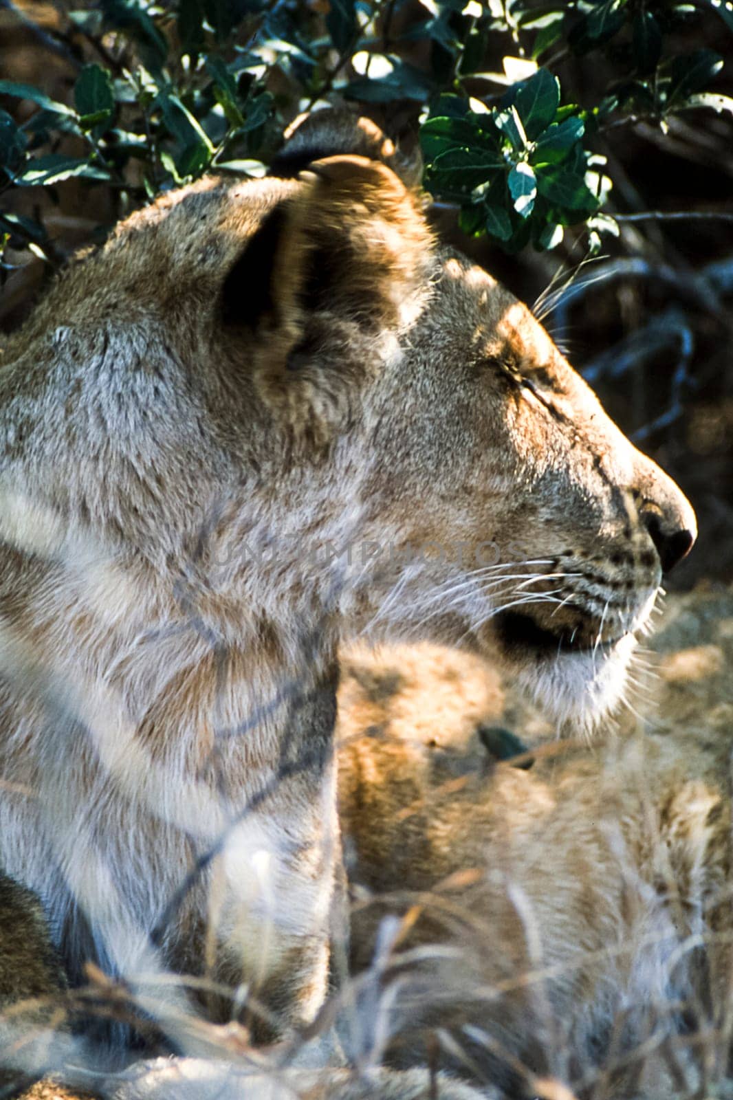 Lion, (Panthera leo), Kruger National Park, Mpumalanga, South Africa, Africa