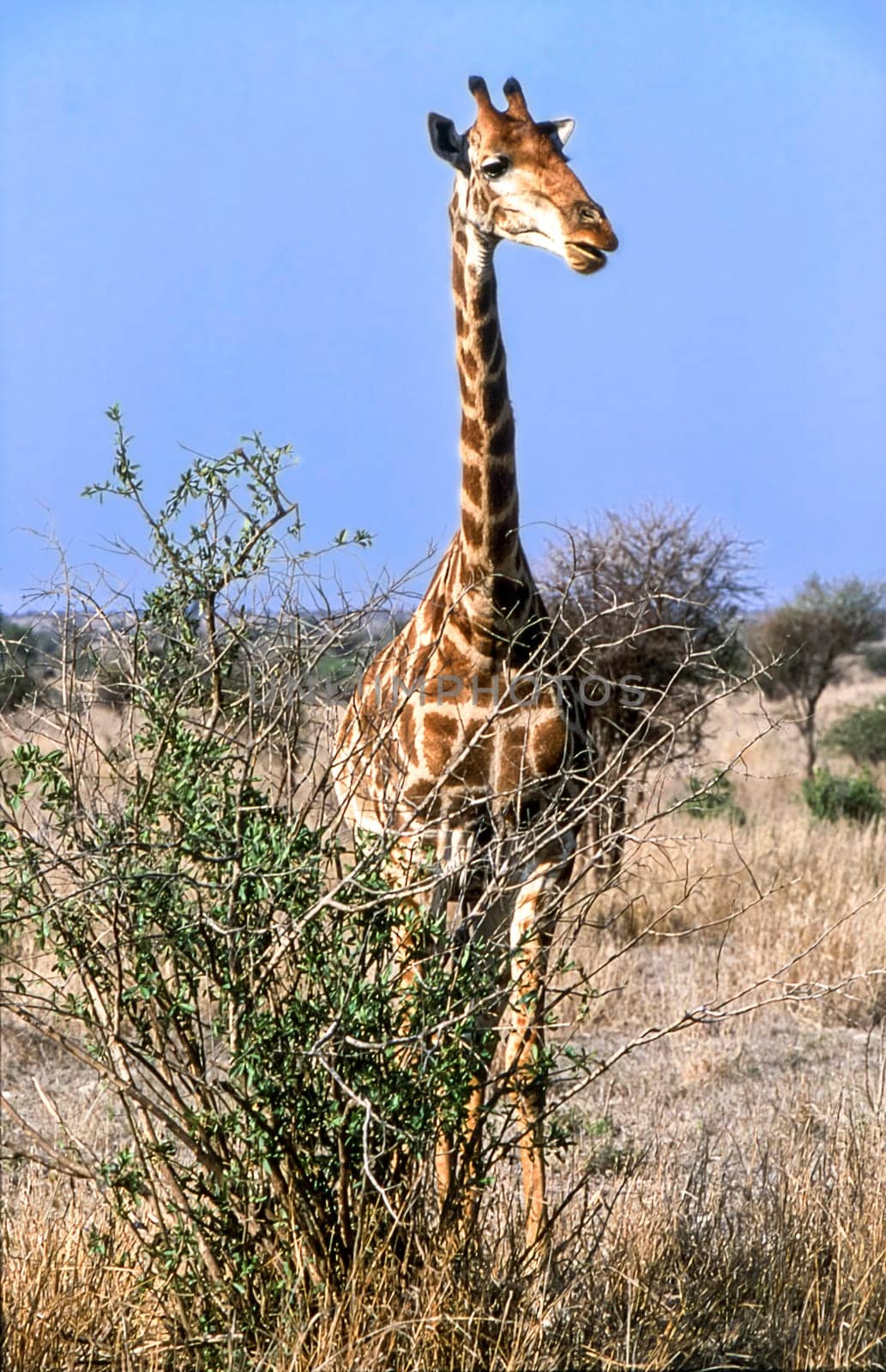 Giraffe, (Giraffa camelopardalis), Kruger National Park, Mpumalanga, South Africa, Africa