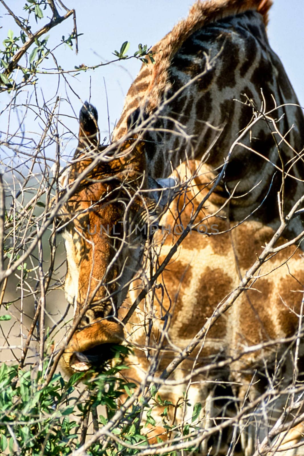 Giraffe, (Giraffa camelopardalis), Kruger National Park, Mpumalanga, South Africa, Africa