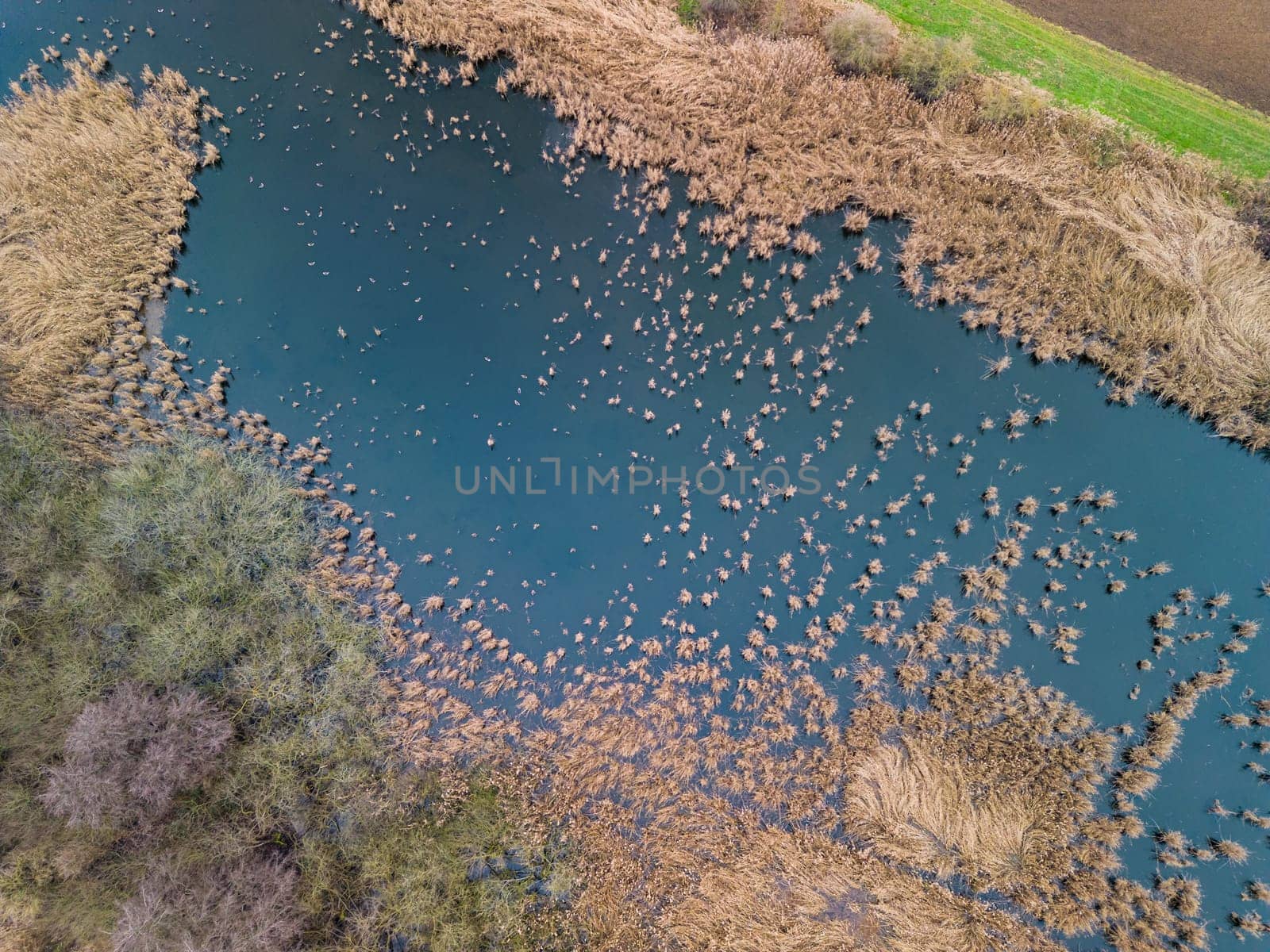 Wintery body of water with birds, reeds and bushes next to fields in rural Germany with a variety of plants and animals in the biotope, Germany