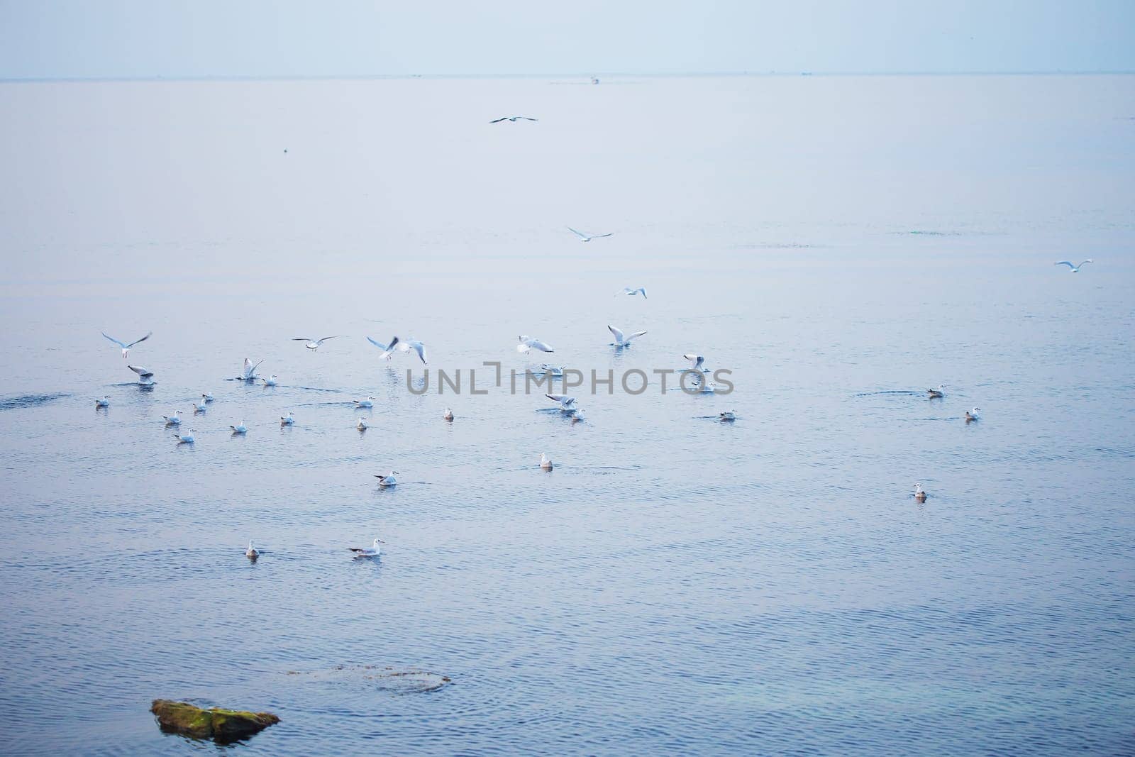 A flock of gulls takes off from the rocks near the sea.