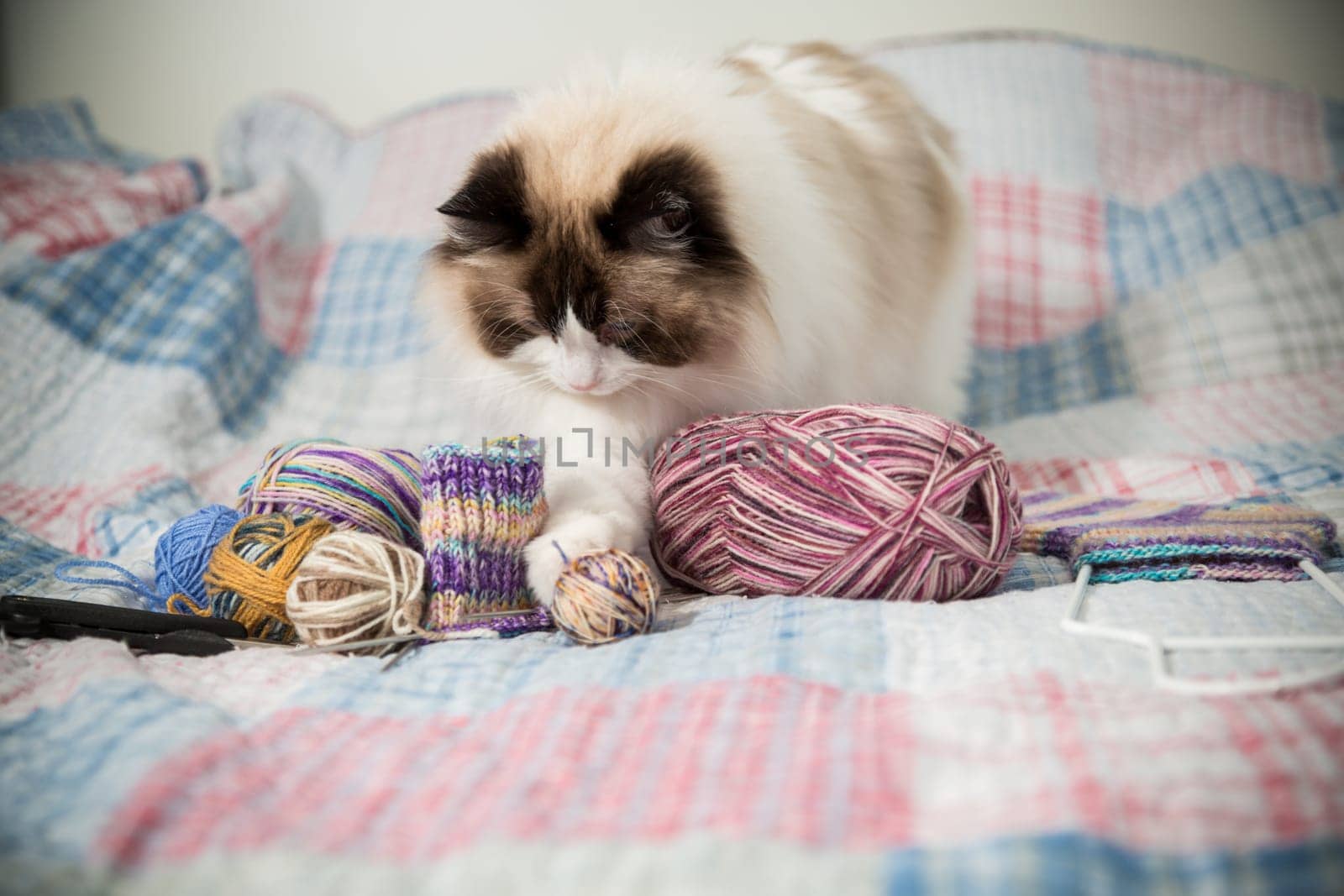 Colored threads, knitting needles and other items for hand knitting and a cute domestic cat Ragdoll on the bed.