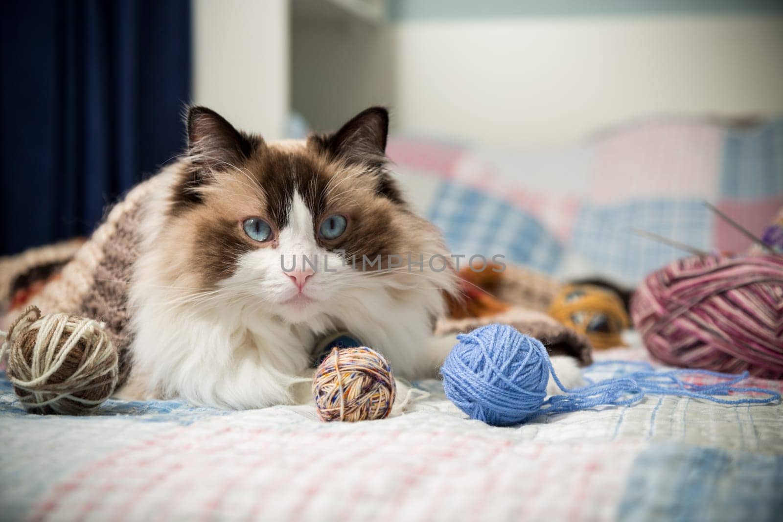 Colored threads, knitting needles and other items for hand knitting and a cute domestic cat Ragdoll on the bed.