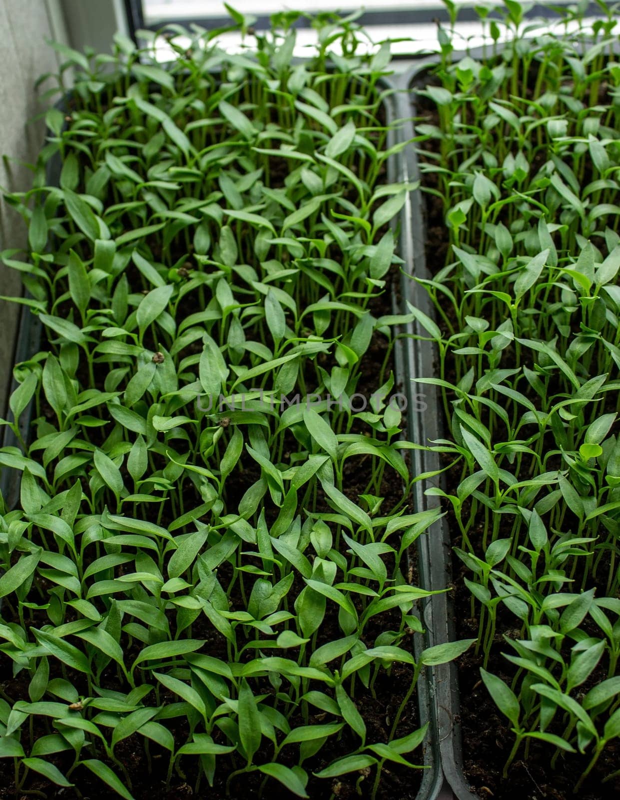 Pepper seedlings in a tray, growing seedlings, close-up. Selective focus