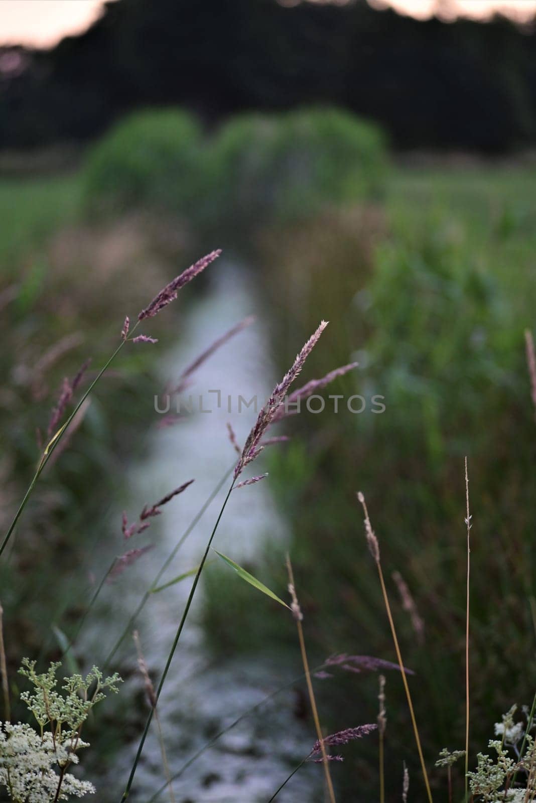 Little streamlet between meadows with greens and reets at the side and trees in the background