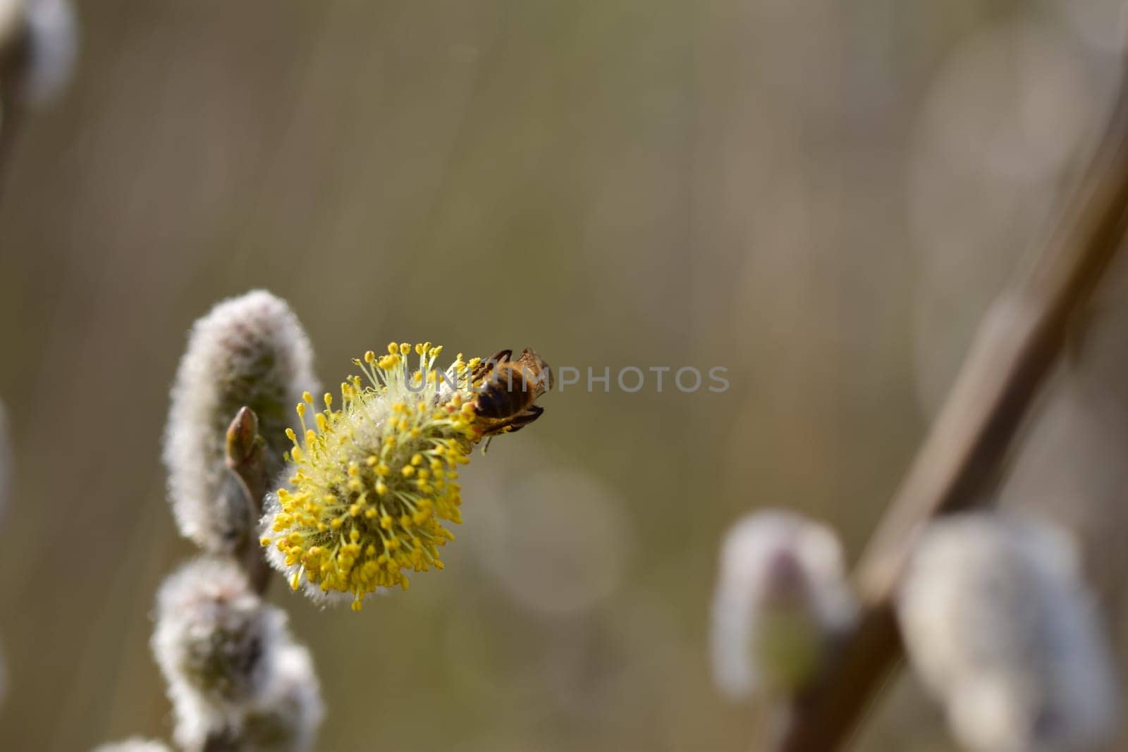 Bee on a flowering willow salicaceae against a blurred background by Luise123