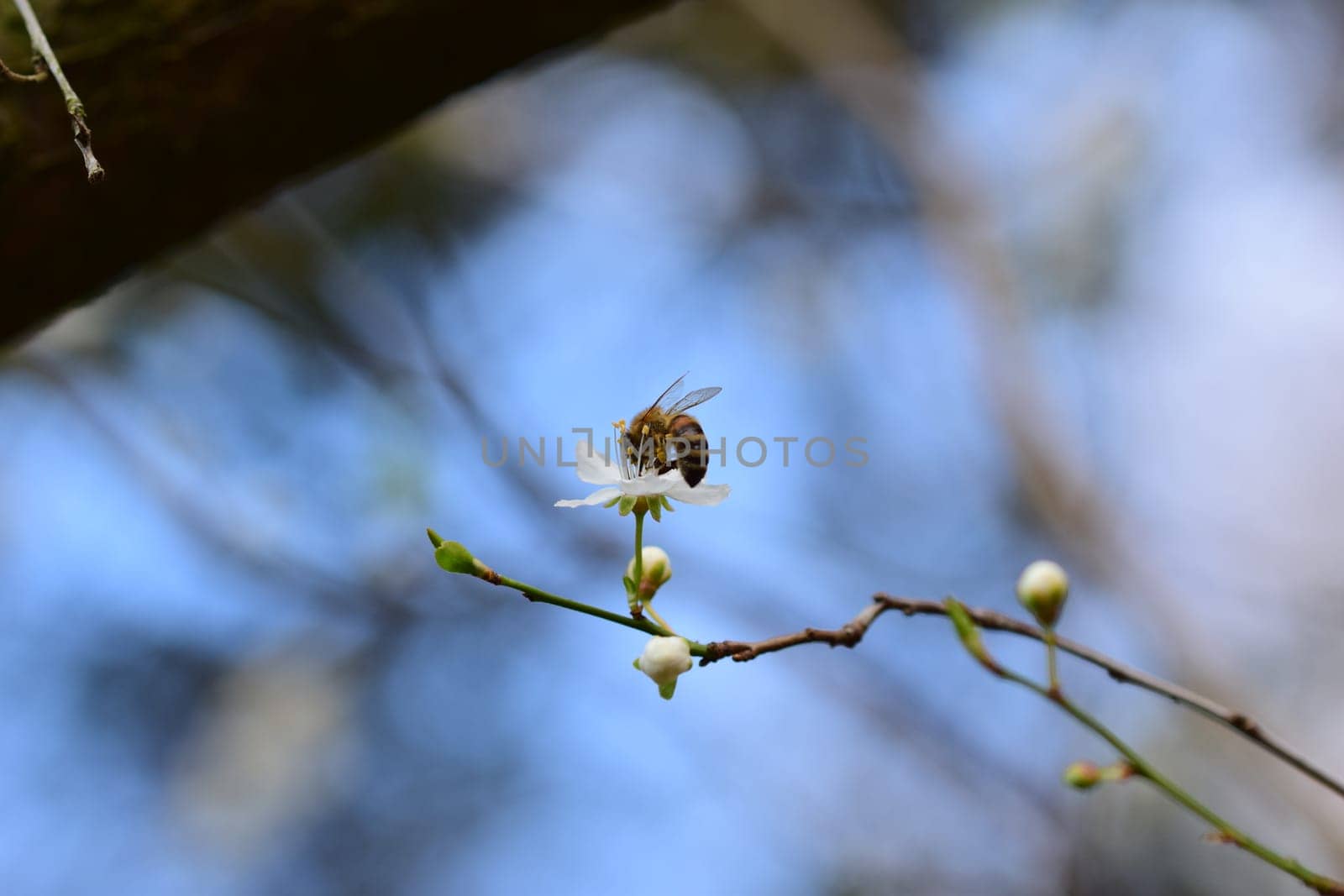 Close up of a honey bee on white blossom against a blurry background