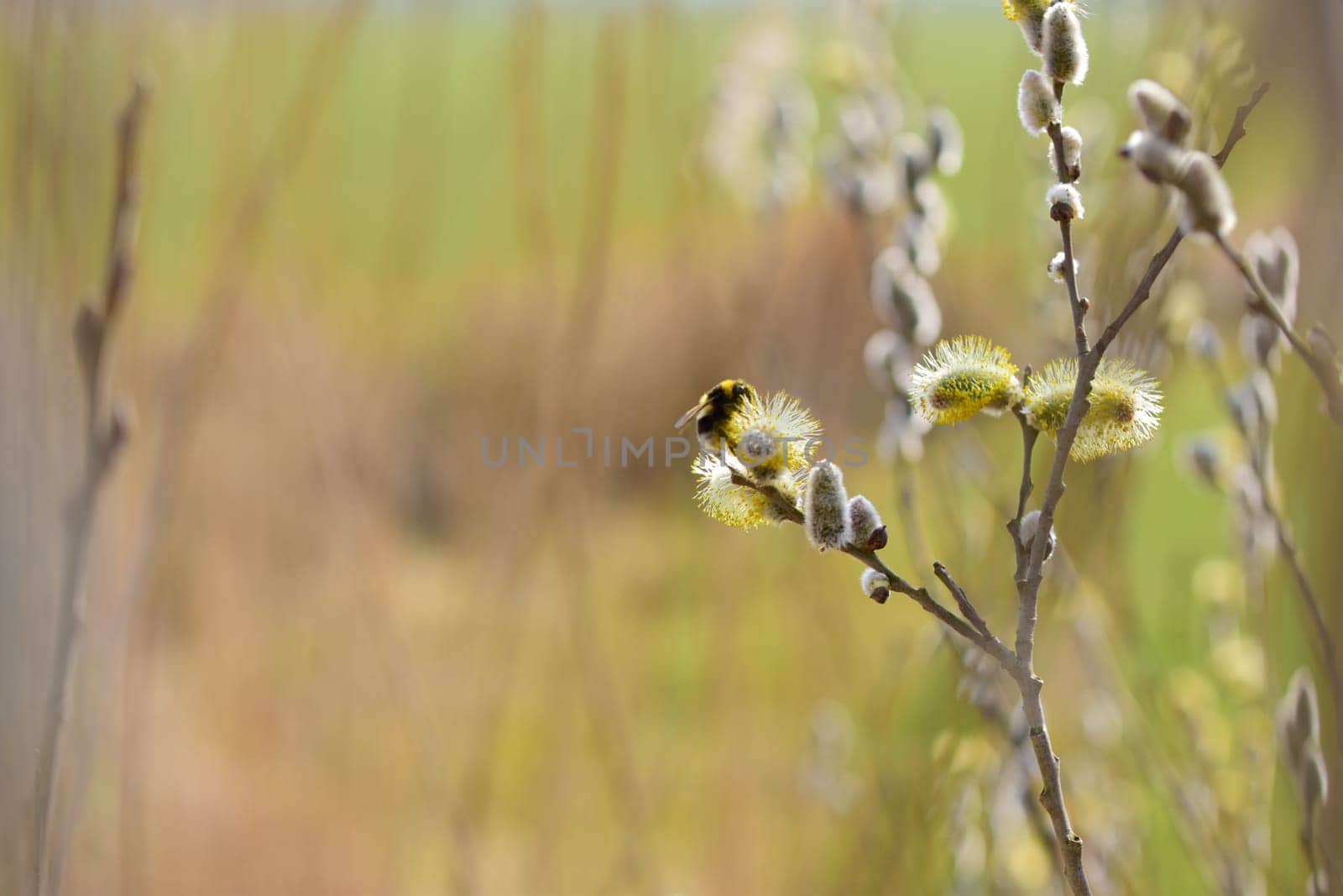 A Bee on a flowering salix against a blurry background