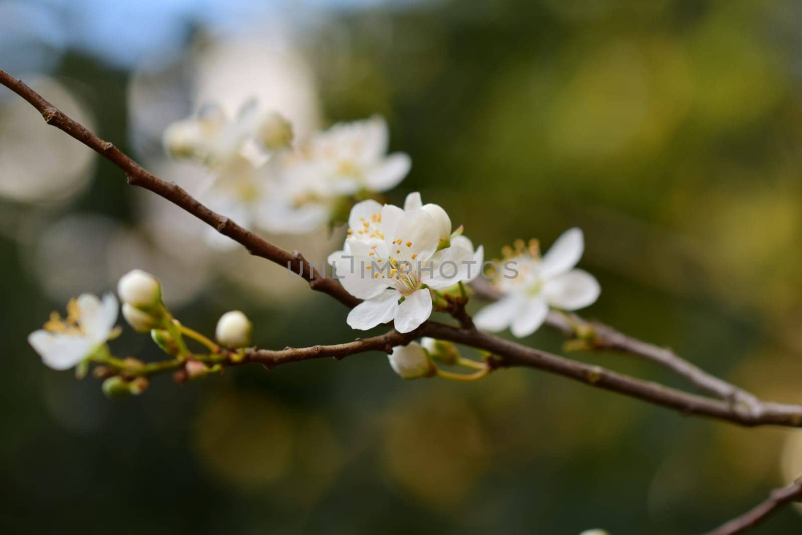 Close up of white blossoms against a brown and green blurred background by Luise123