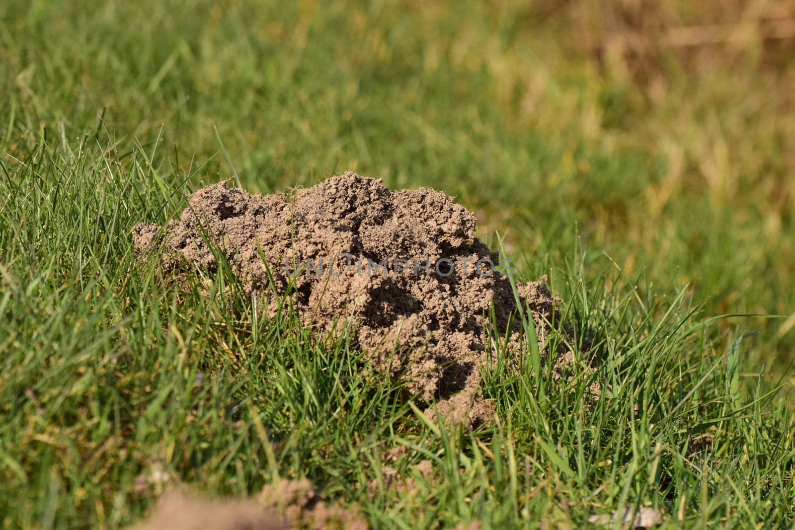 Mole pile on a green dike as a close up