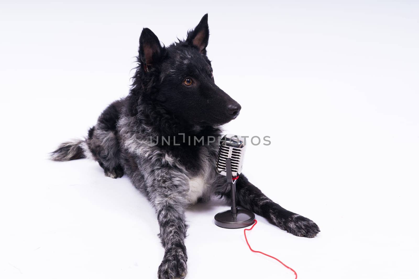 Mudi dog with microphone on a white studio background