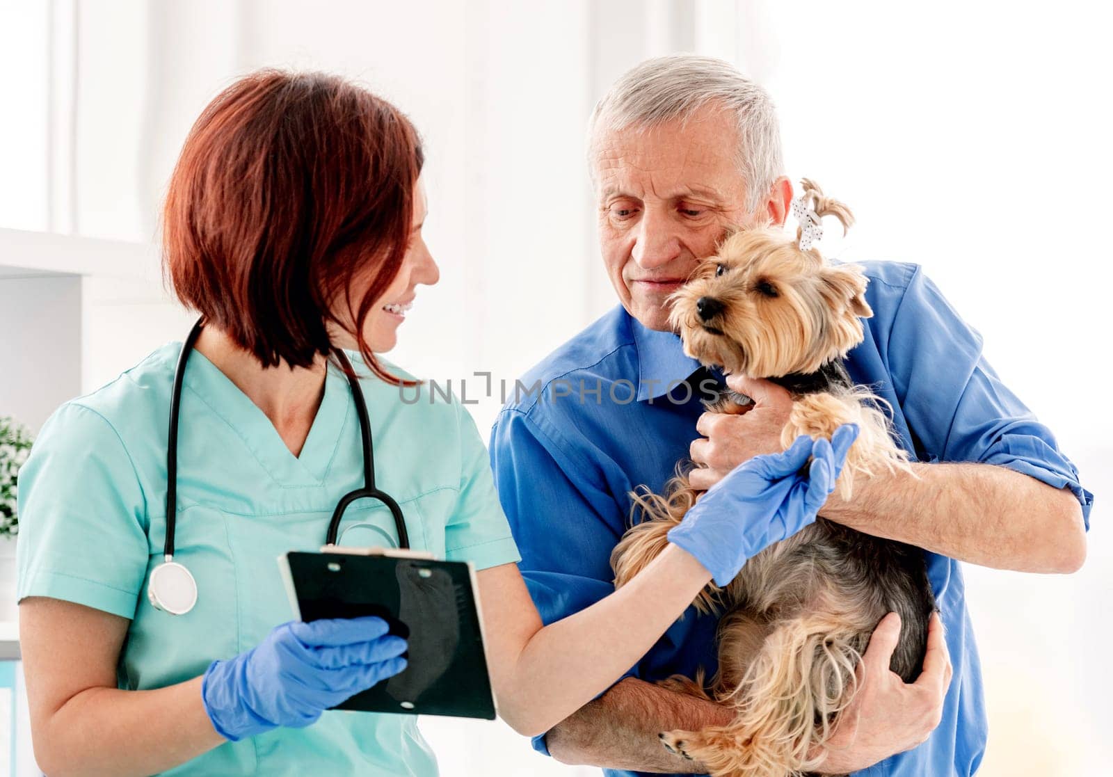 Yorkshire terrier during appointment in veterinary clinic by GekaSkr