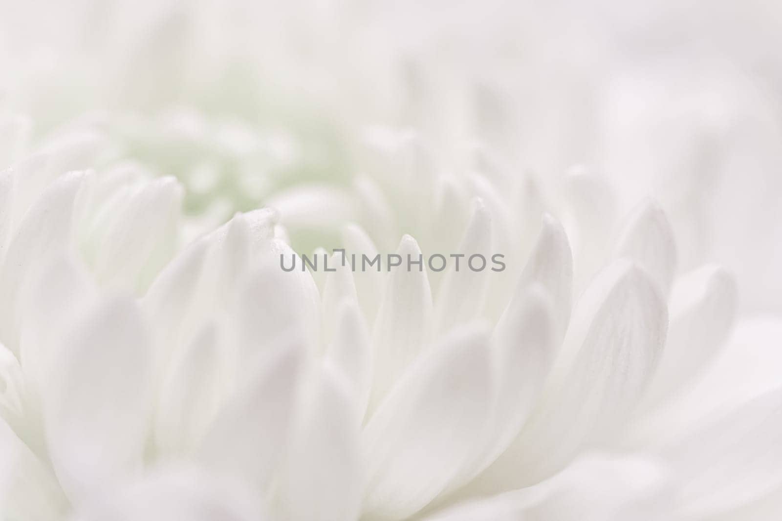 Abstract floral background, white purple chrysanthemum flower petals. Macro flowers backdrop for holiday design. Soft focus