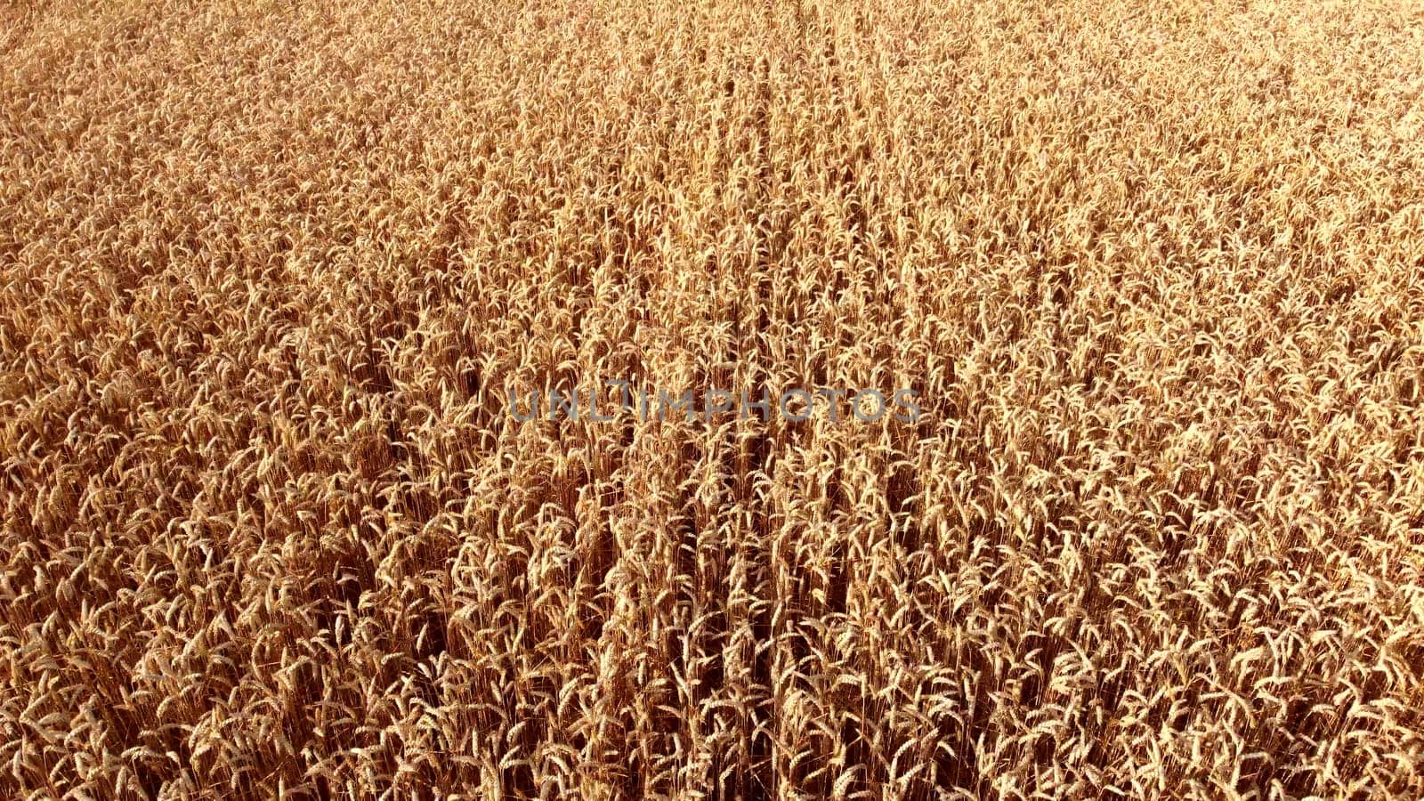 Wheat field. Field ears spikes of ripe wheat. Golden ripened wheat grains. Wheat grain harvest. Agricultural agrarian field. Harvesting land. Growing cultivation agricultural crops. Aerial drone view