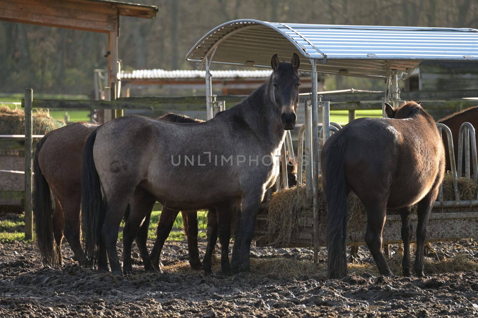Horses at a farm in Meerbusch, Germany