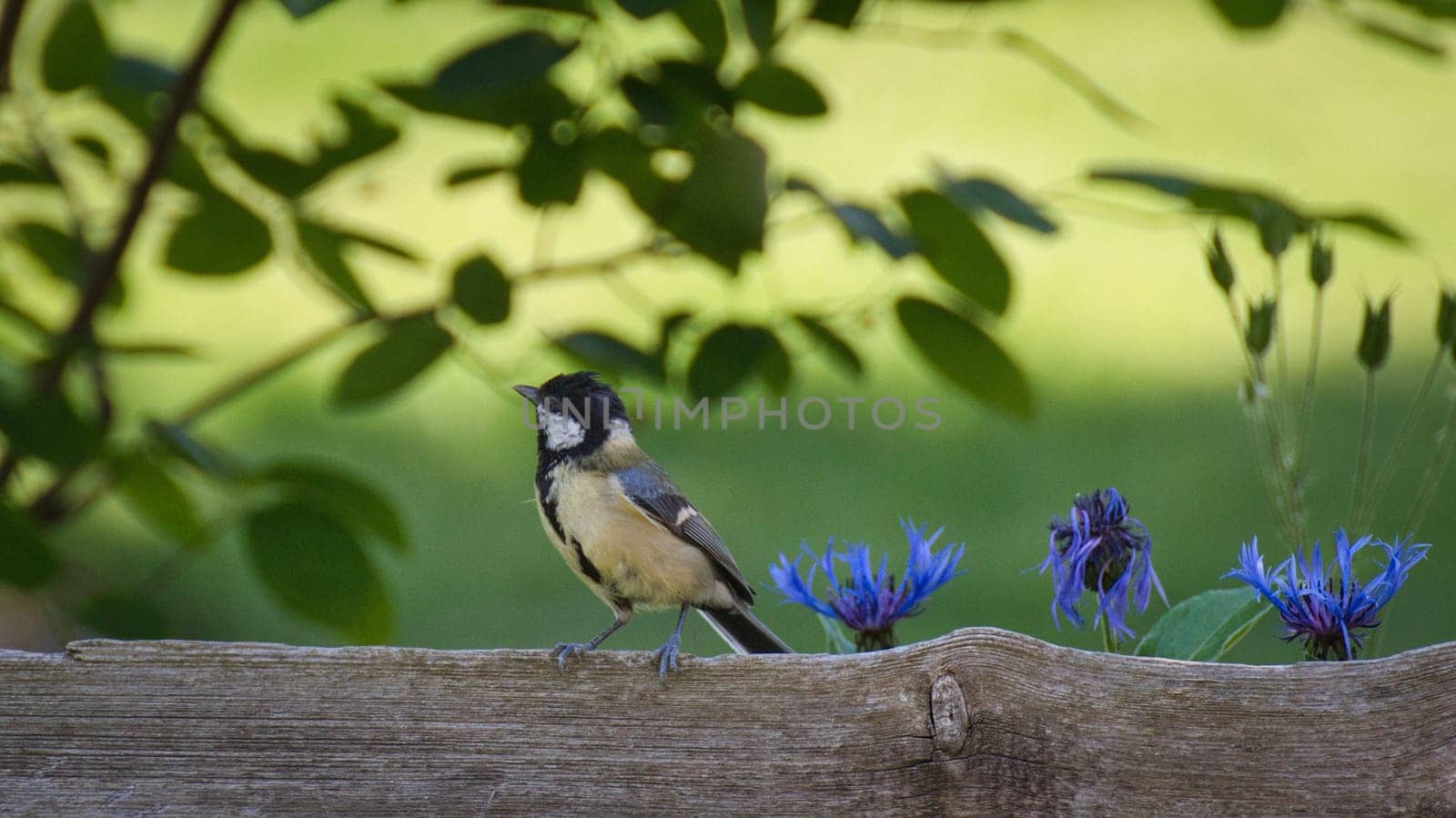 Closeup shot of a blue tit on a wooden garden fence