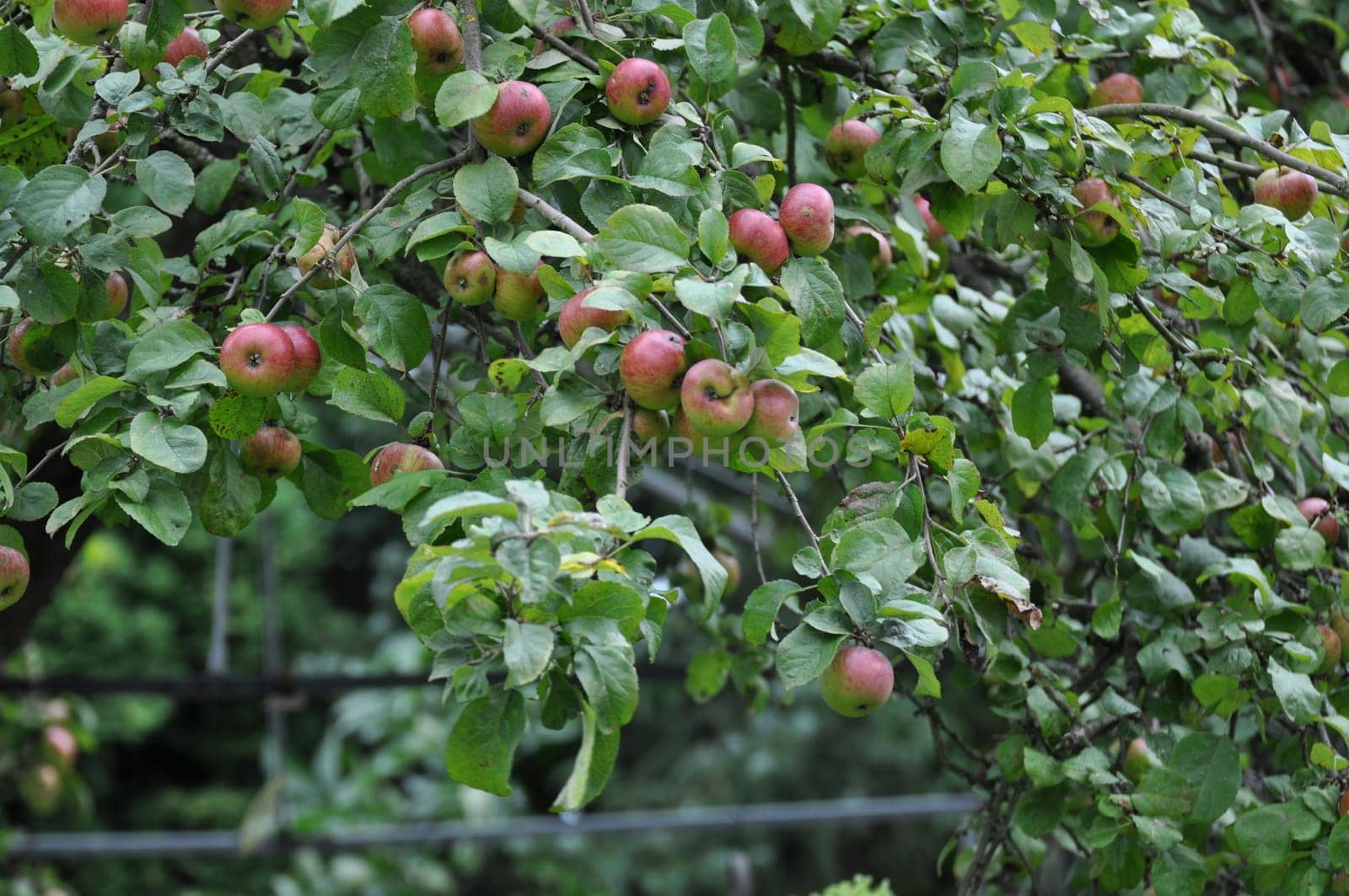 Old variety apple tree in a German country garden