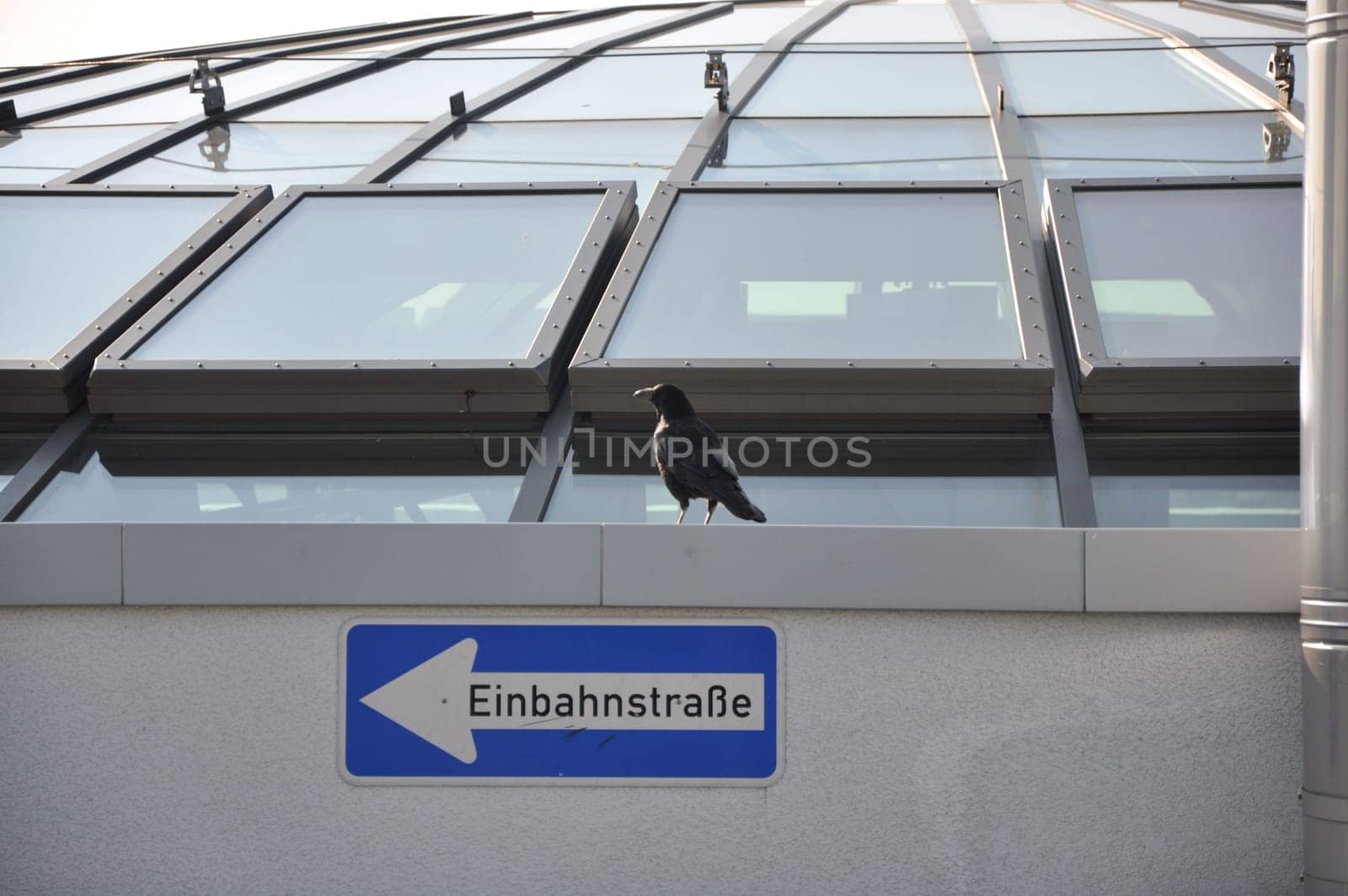 Raven sitting above a one-way street sign at the Limbecker Platz in Essen, NRW, Germany