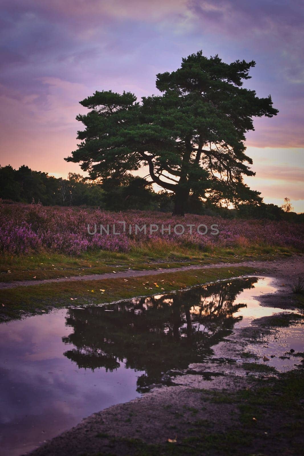 Majestic tree at Sunset in the blooming heath. Westruper Heide, near Haltern am See in Germany.