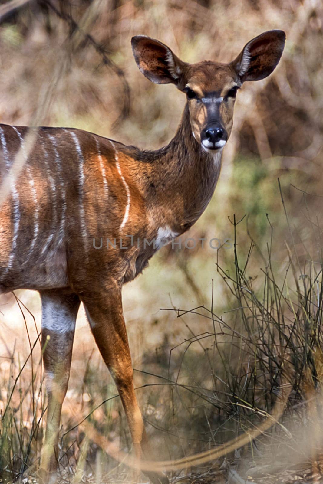 Nyala, (Tragelaphus angasii), Kruger National Park, Mpumalanga, South Africa, Africa