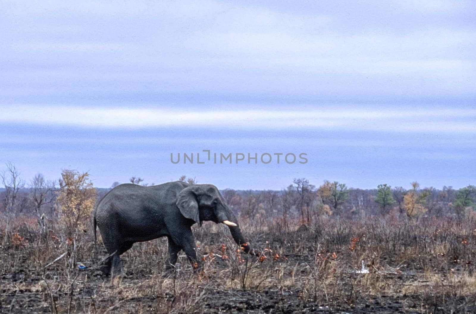Elephant, (Loxodonta africana), Kruger National Park, Mpumalanga, South Africa, Africa