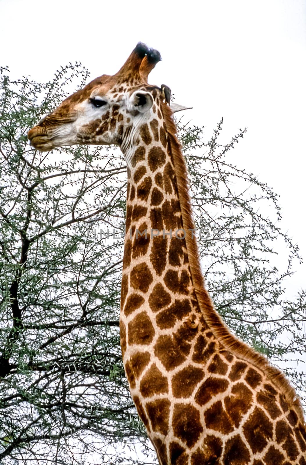 Giraffe, (Giraffa camelopardalis), Kruger National Park, Mpumalanga, South Africa, Africa