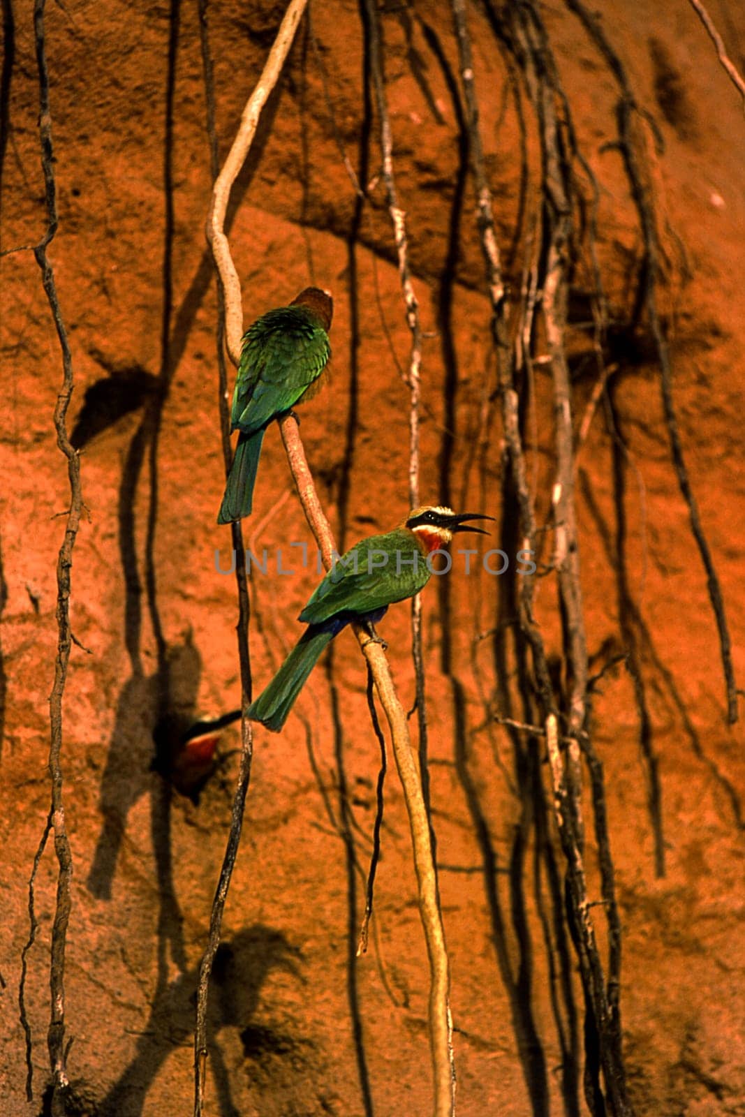 Whitefronted Bee-eater (Merops bullockoides), Selous Game Reserve, Morogoro, Tanzania, Africa