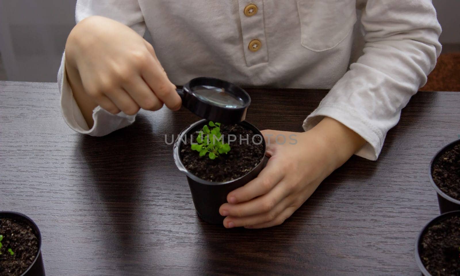 a boy looks through a magnifying glass at a flower growing in a flowerpot. Selective focus