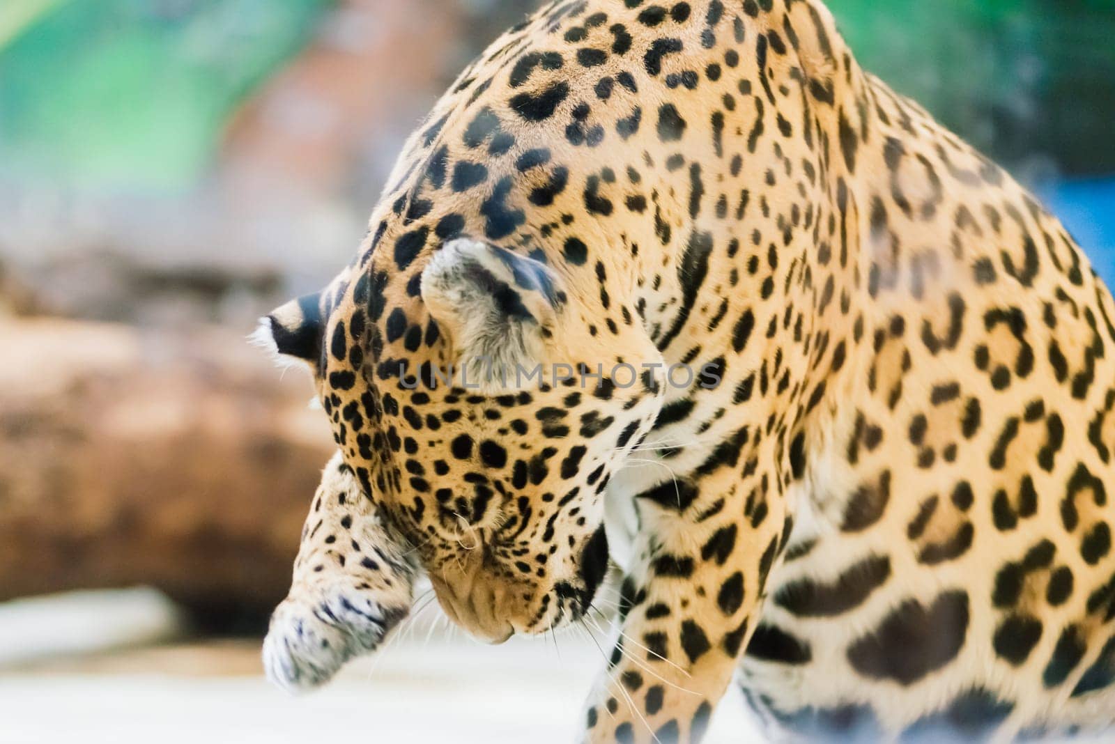 Chinese leopard or North China leopard in zoo