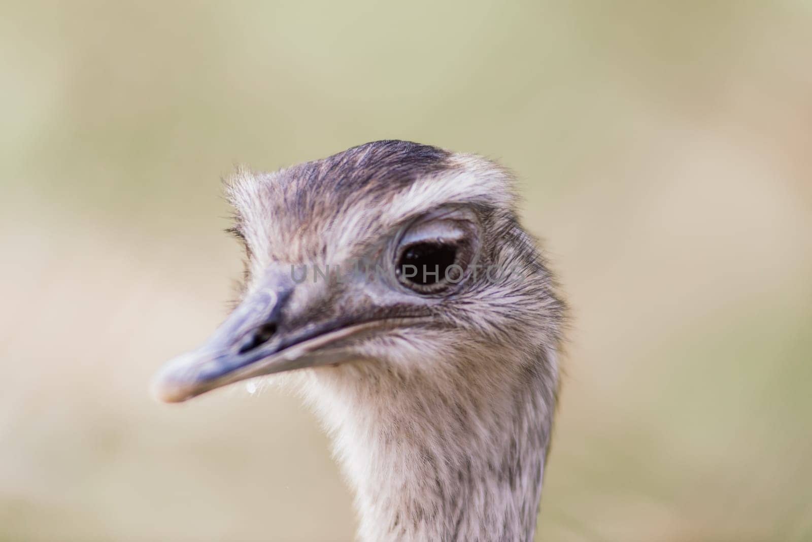 Ostrich head close up, an autumn weather park outdoors