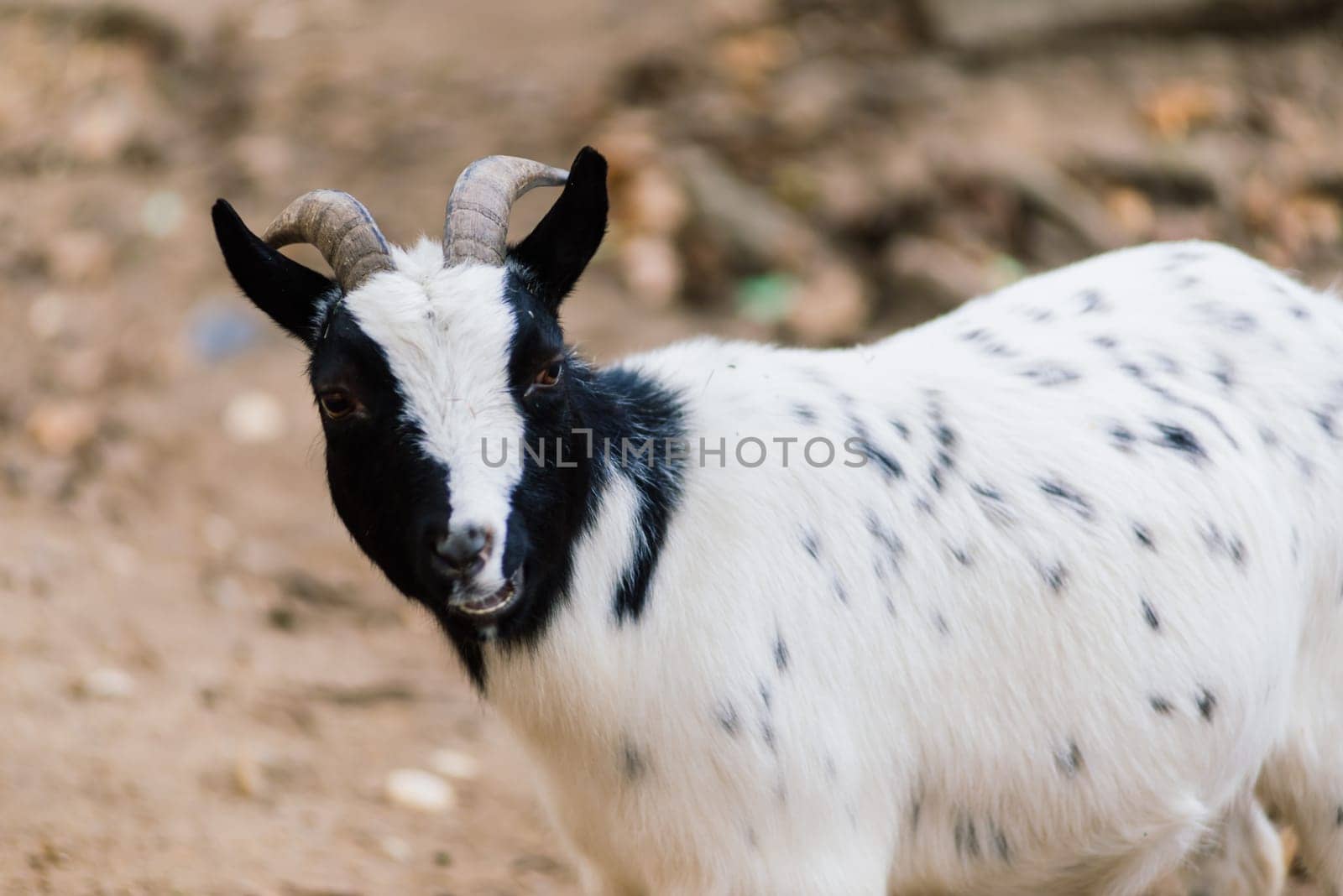 The maned ram eats hay, animal in the zoo, large rounded horns of ram.