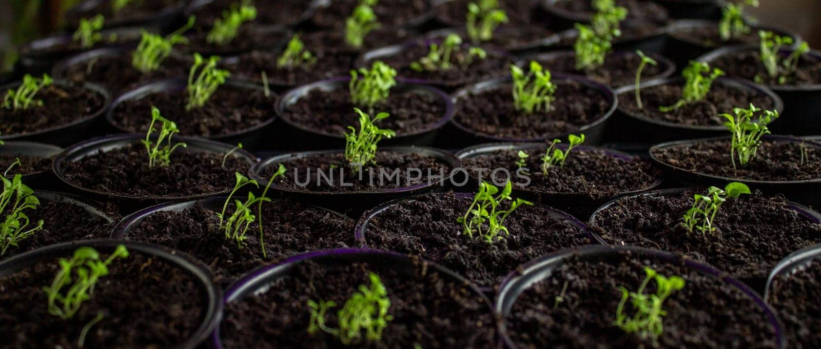 flower seedling, flower seedling, cultivation Selective focus