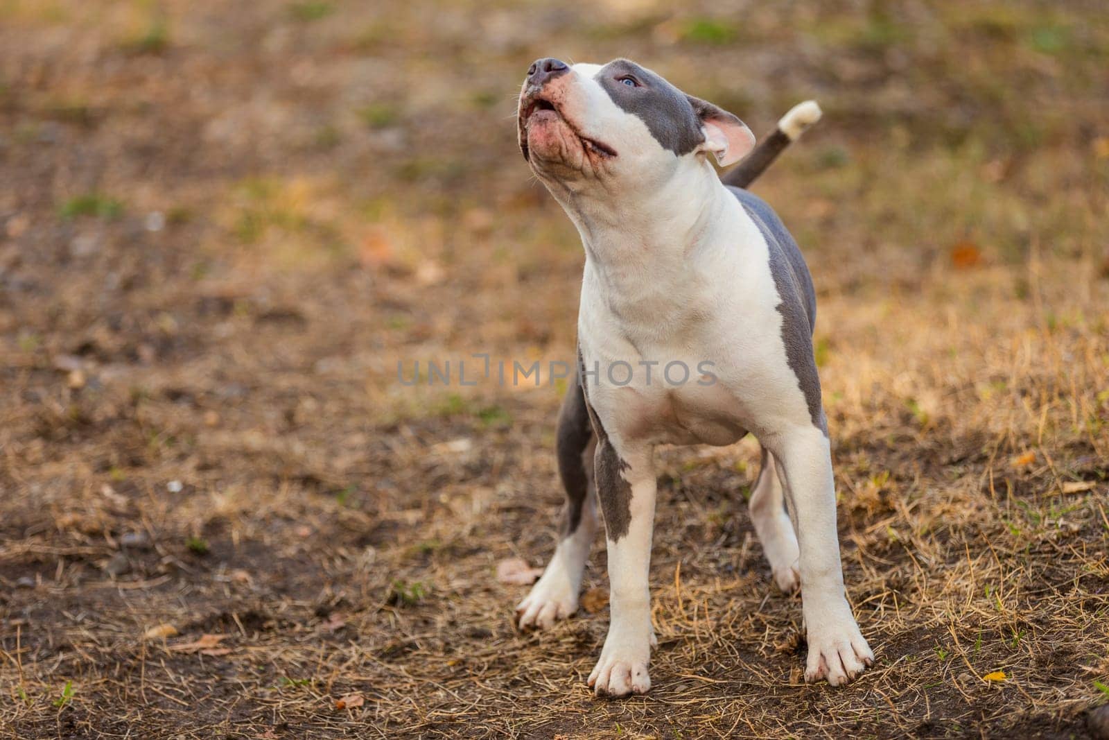pit bull puppy is playing on the playground close-up