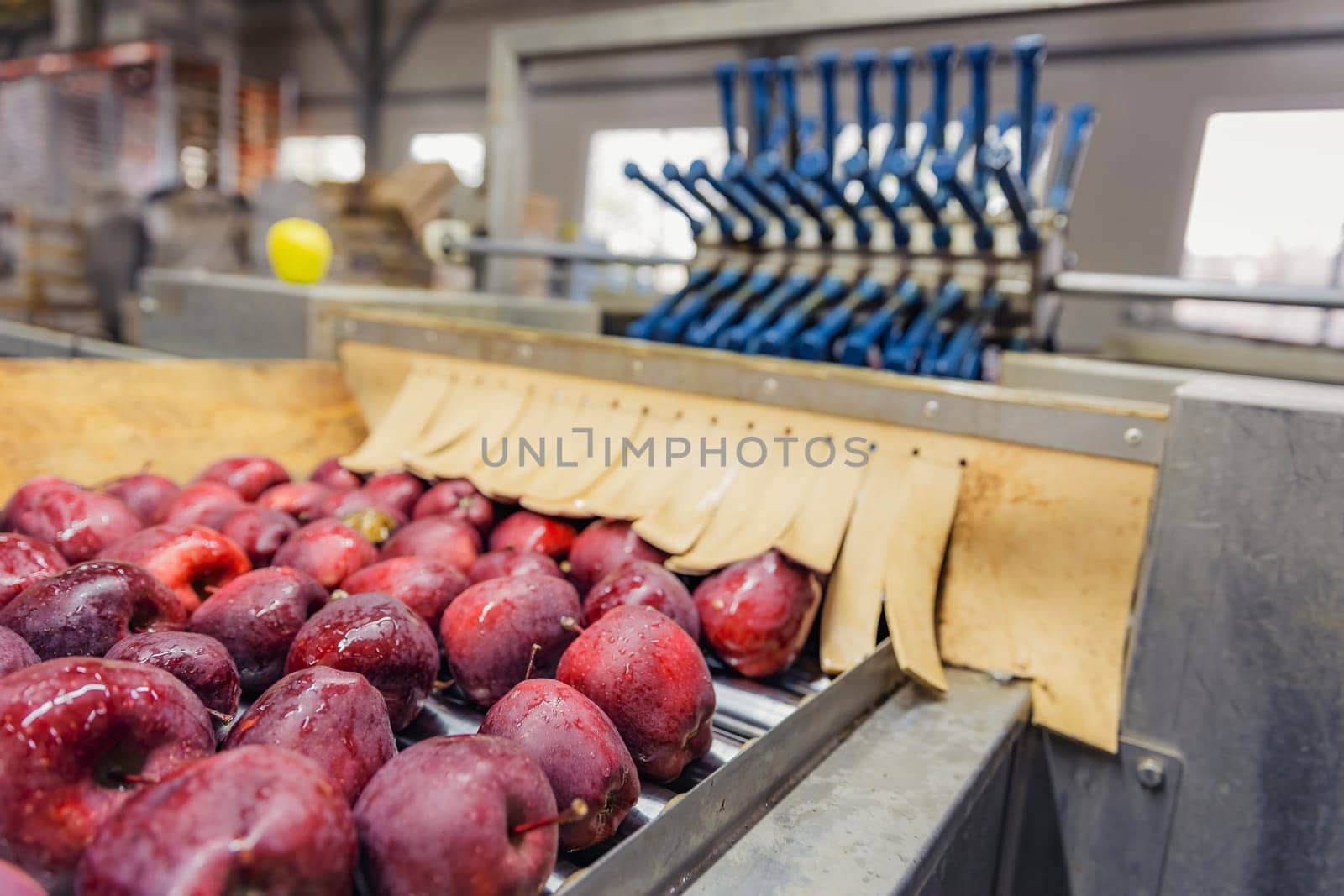 apples on automatic picking line by zokov