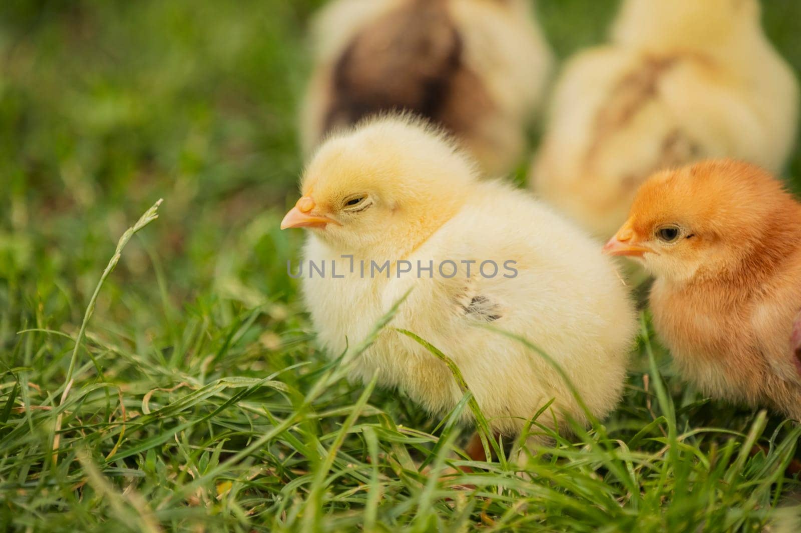 yellow little chickens walk on the grass, close-up