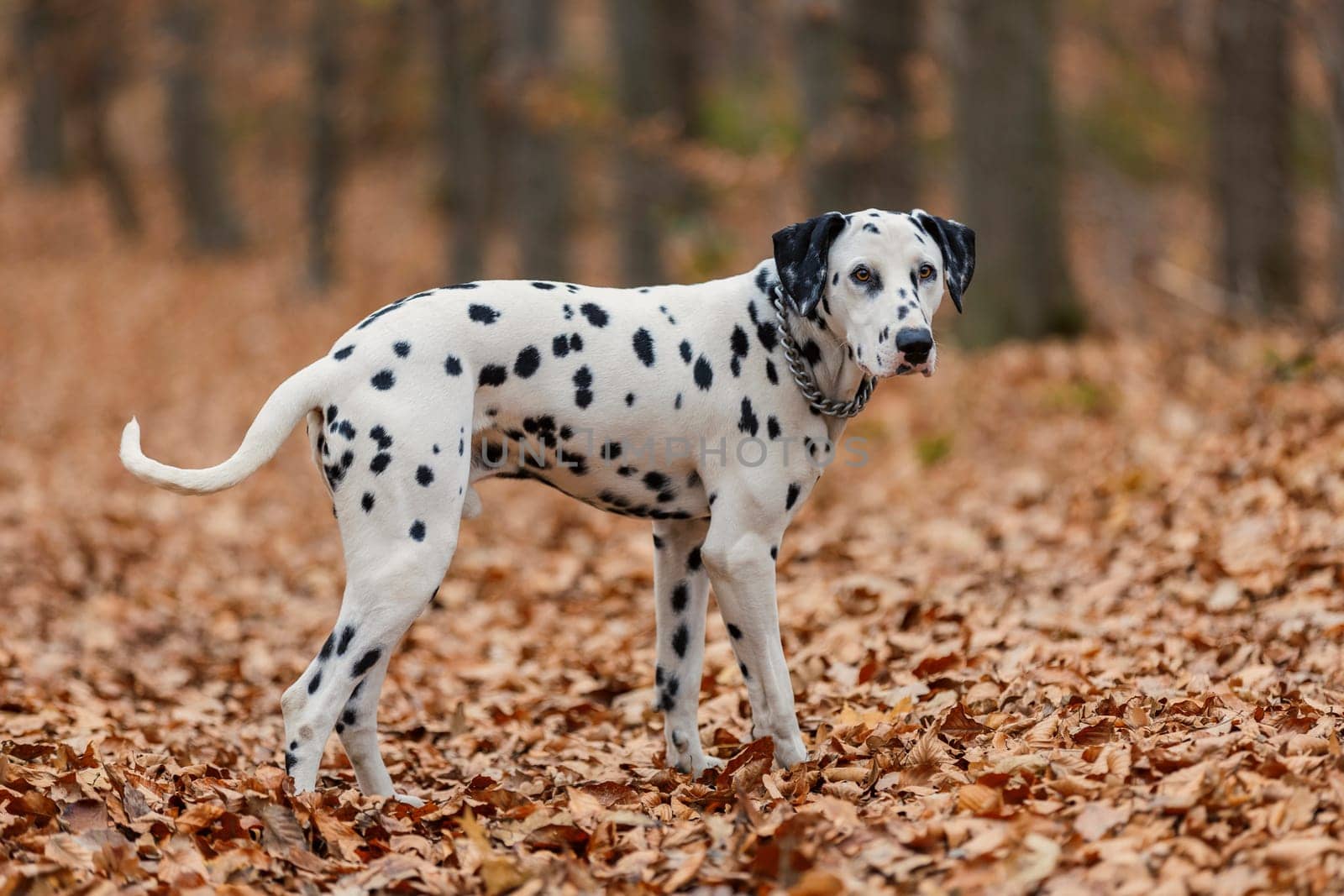 Dalmatian breed dog close-up in the autumn forest