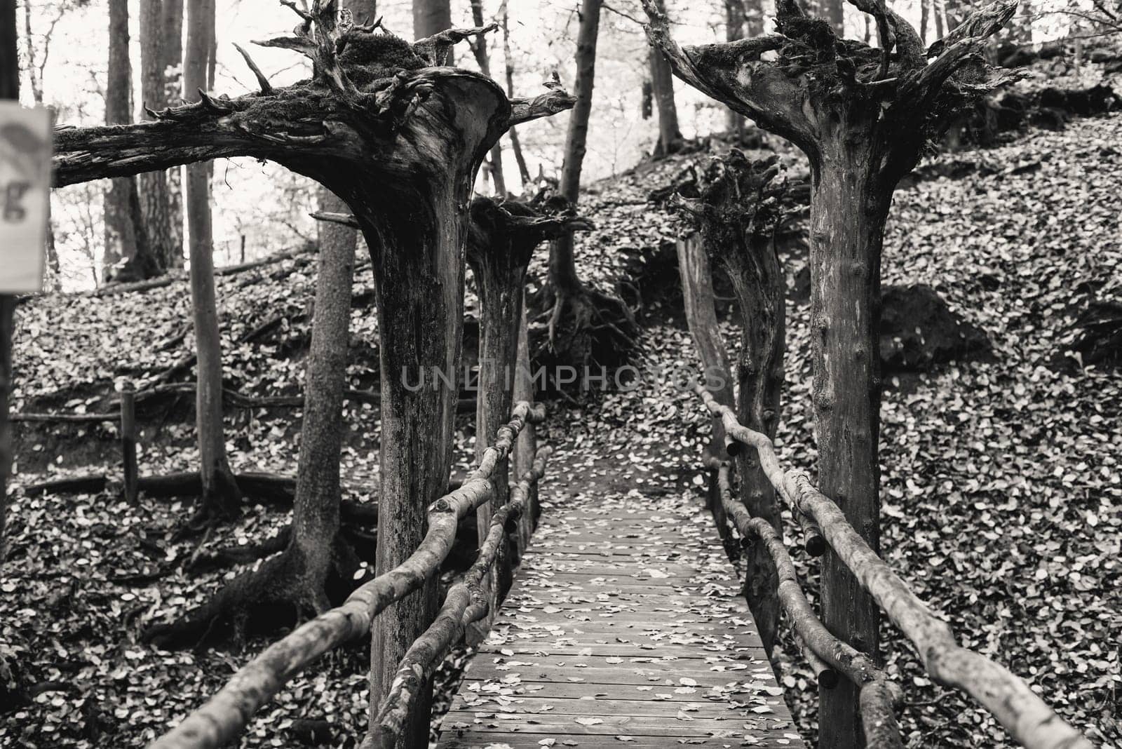 wooden bridge with terrible trees in the autumn forest. Bridge way in autumn forest landscape. Autumn nature park scenery by Andrii_Ko