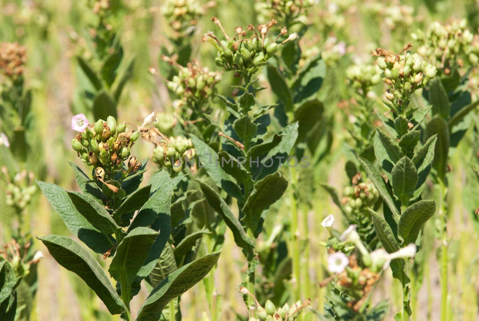 Tobacco big leaf crops growing in tobacco plantation field.