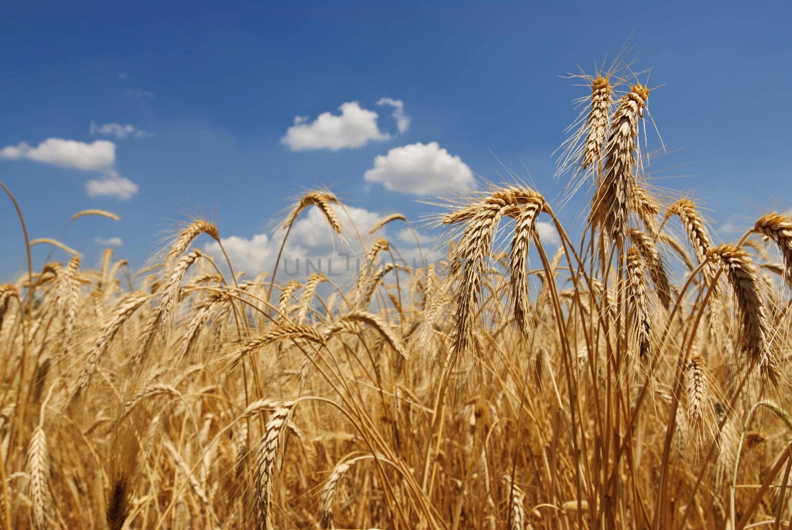 Wheat flied panorama with tree at sunset, rural countryside - Agriculture. High quality photo