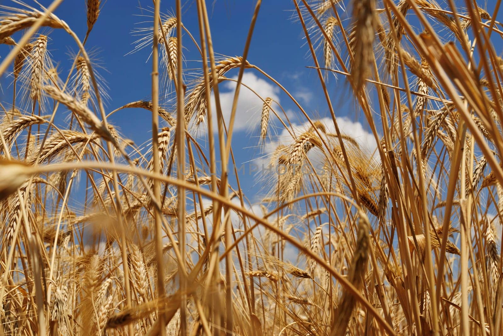 Wheat flied panorama with tree at sunset, rural countryside - Agriculture by emirkoo