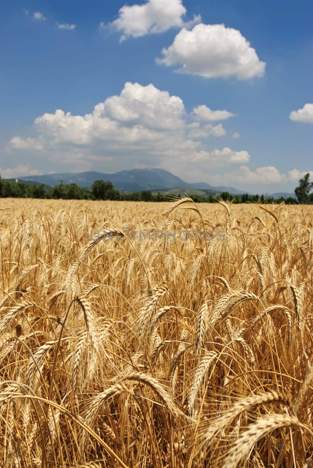 Wheat flied panorama with tree at sunset, rural countryside - Agriculture. High quality photo