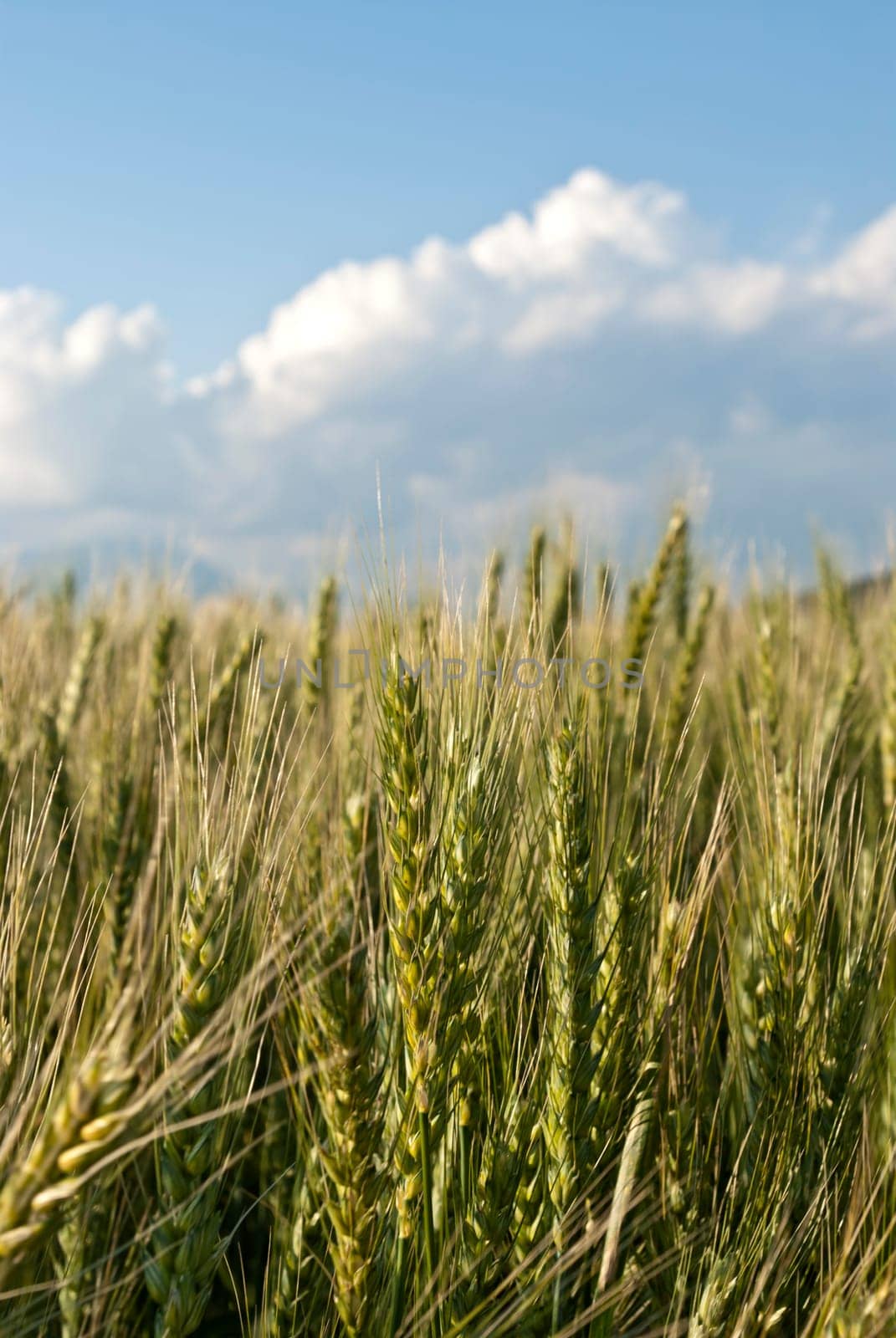 Wheat flied panorama with tree at sunset, rural countryside - Agriculture. High quality photo