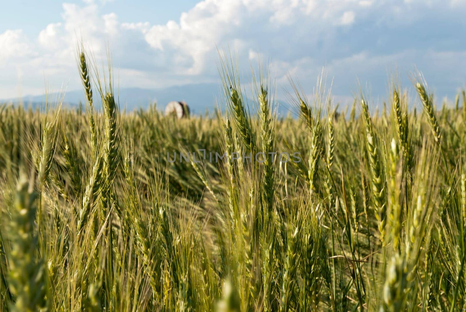 Wheat flied panorama with tree at sunset, rural countryside - Agriculture by emirkoo