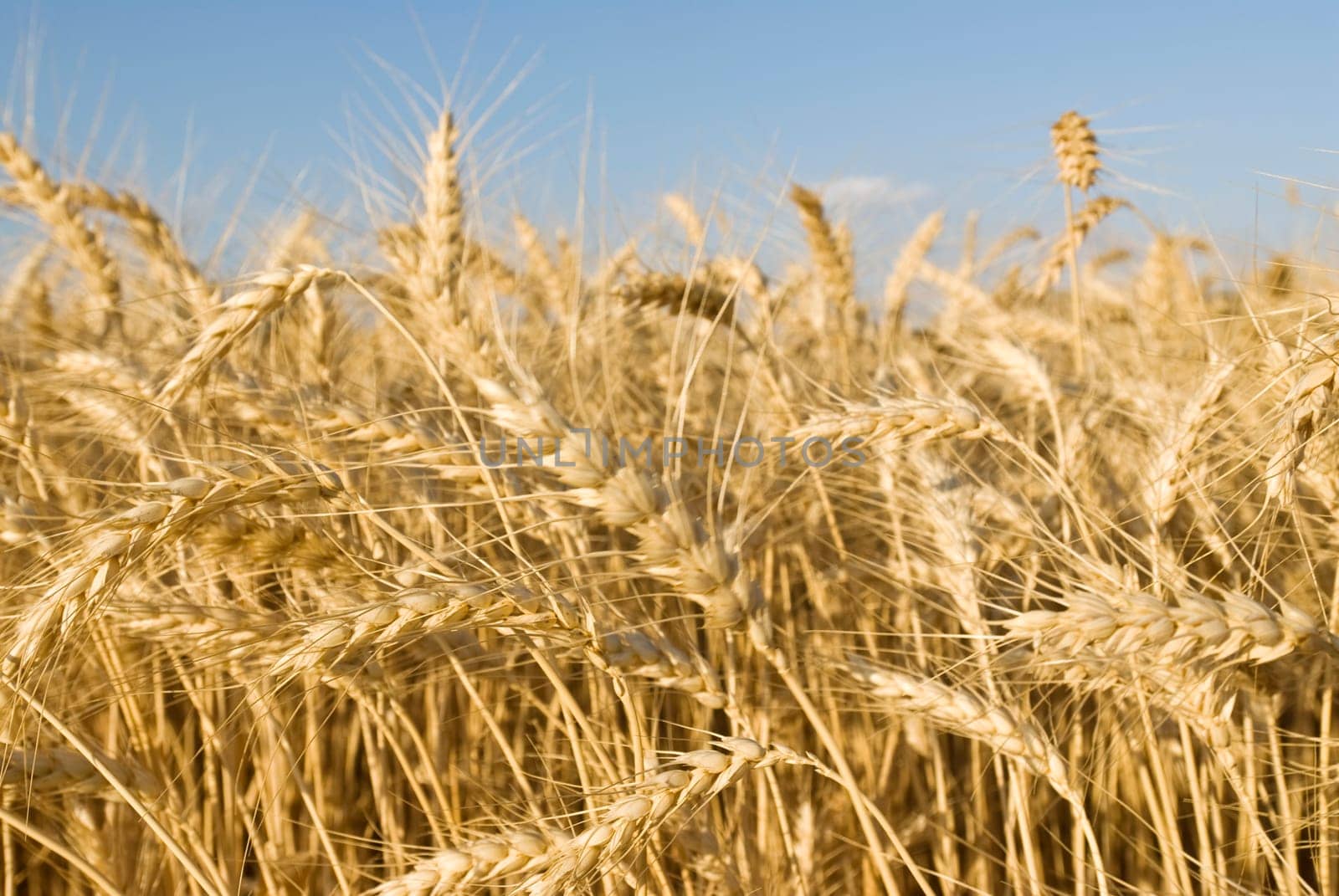 Wheat flied panorama with tree at sunset, rural countryside - Agriculture by emirkoo