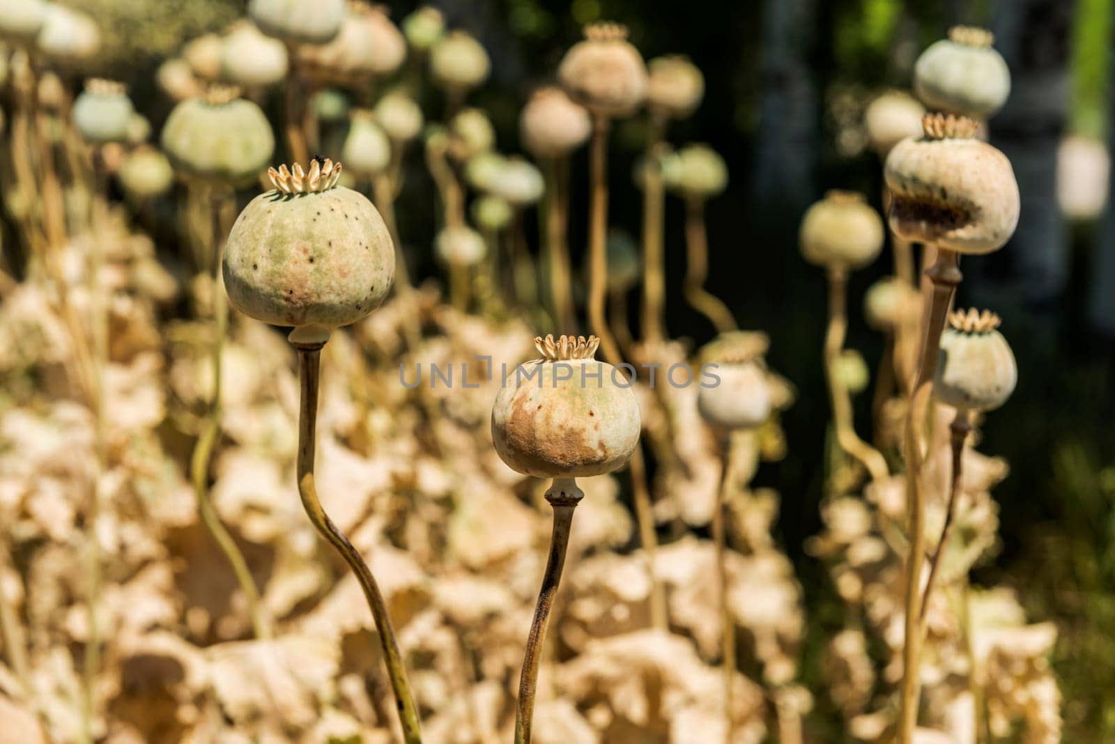 Opium poppies by emirkoo