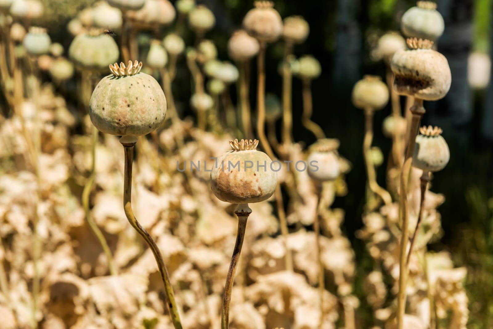 Opium poppies by emirkoo
